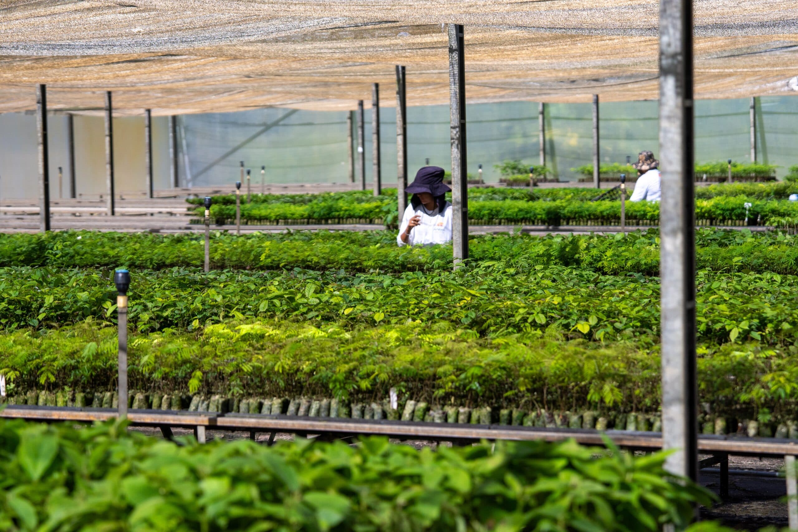 Picture 3. The Muçununga project also promotes social inclusion by supporting women’s leadership through community farming initiatives (photo courtesy of Carbon2Nature)