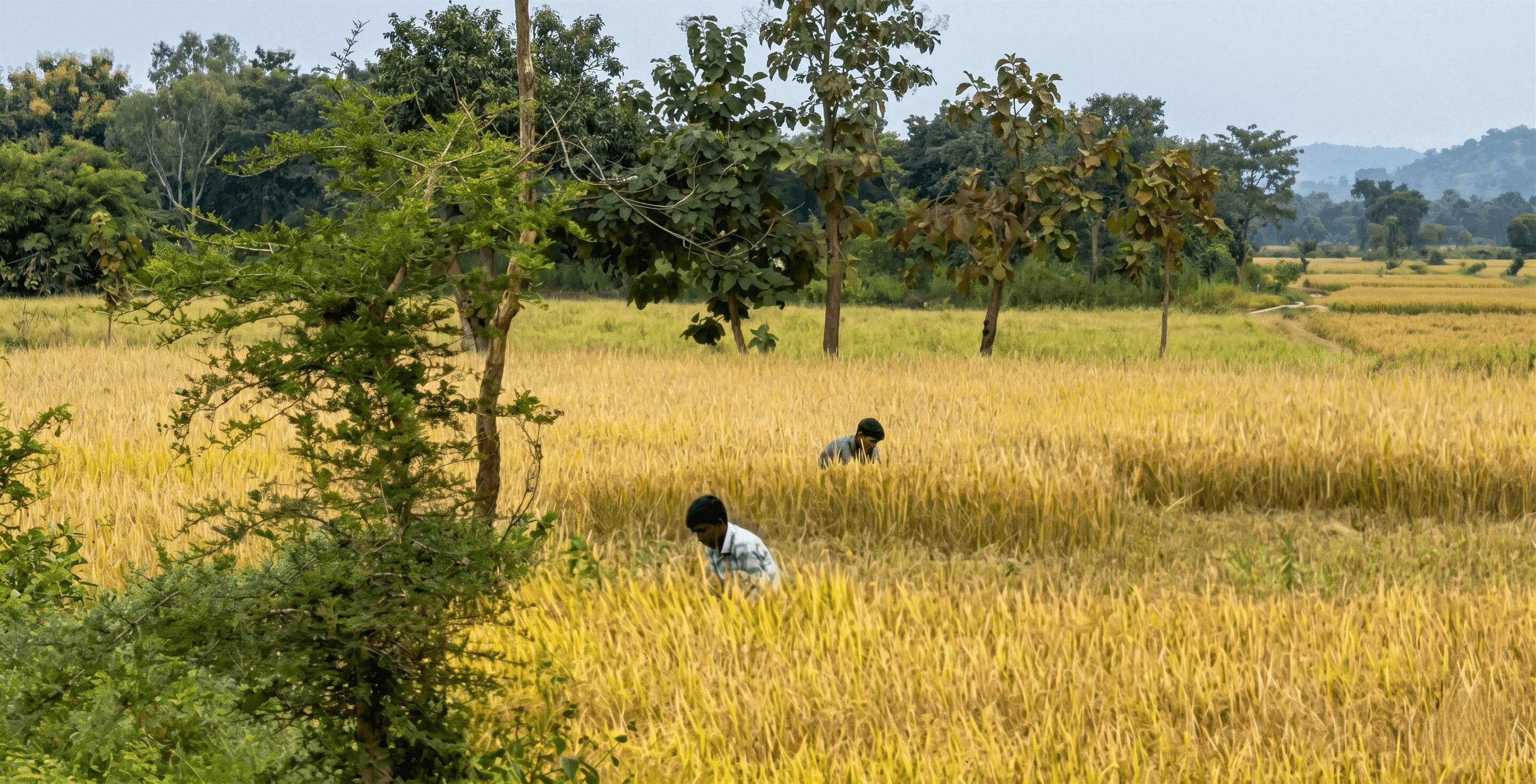 Picture 1. Farm workers tending a ripening rice field by hand (photo courtesy of LongStraw Carbon)