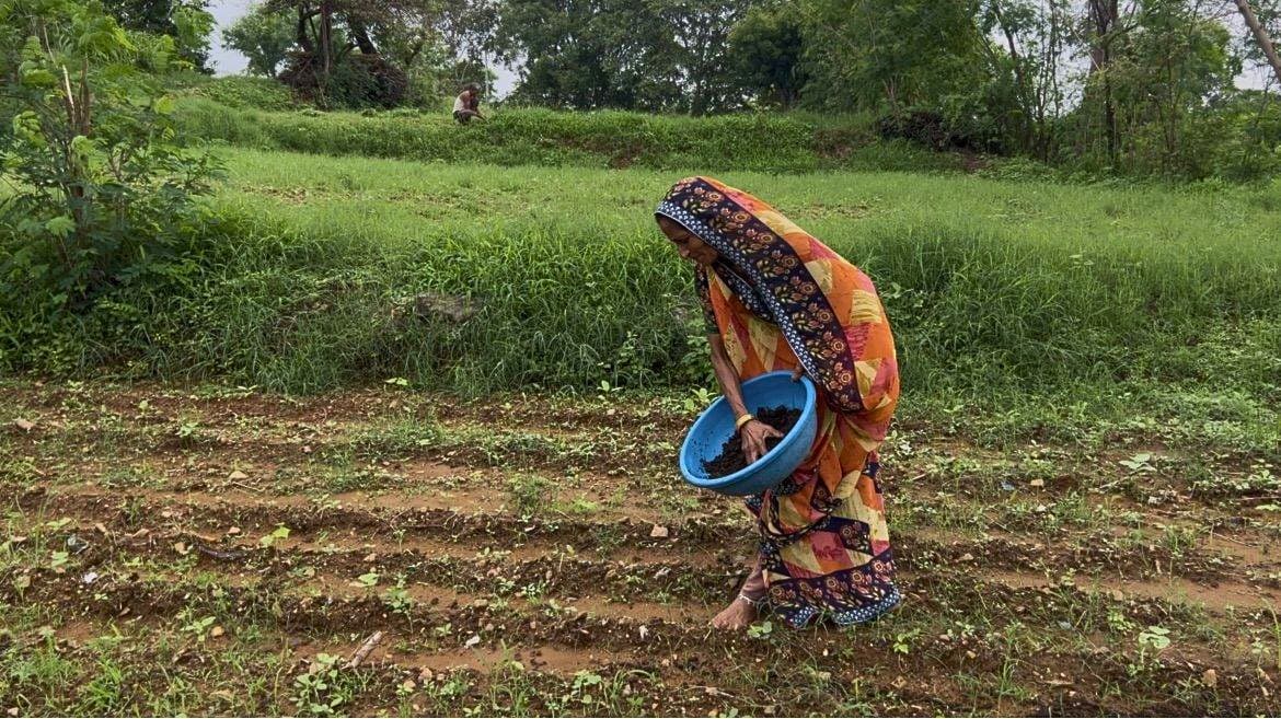 Picture 4. A farmer applying biochar directly to her field (photo courtesy of KriSHE Carbon).