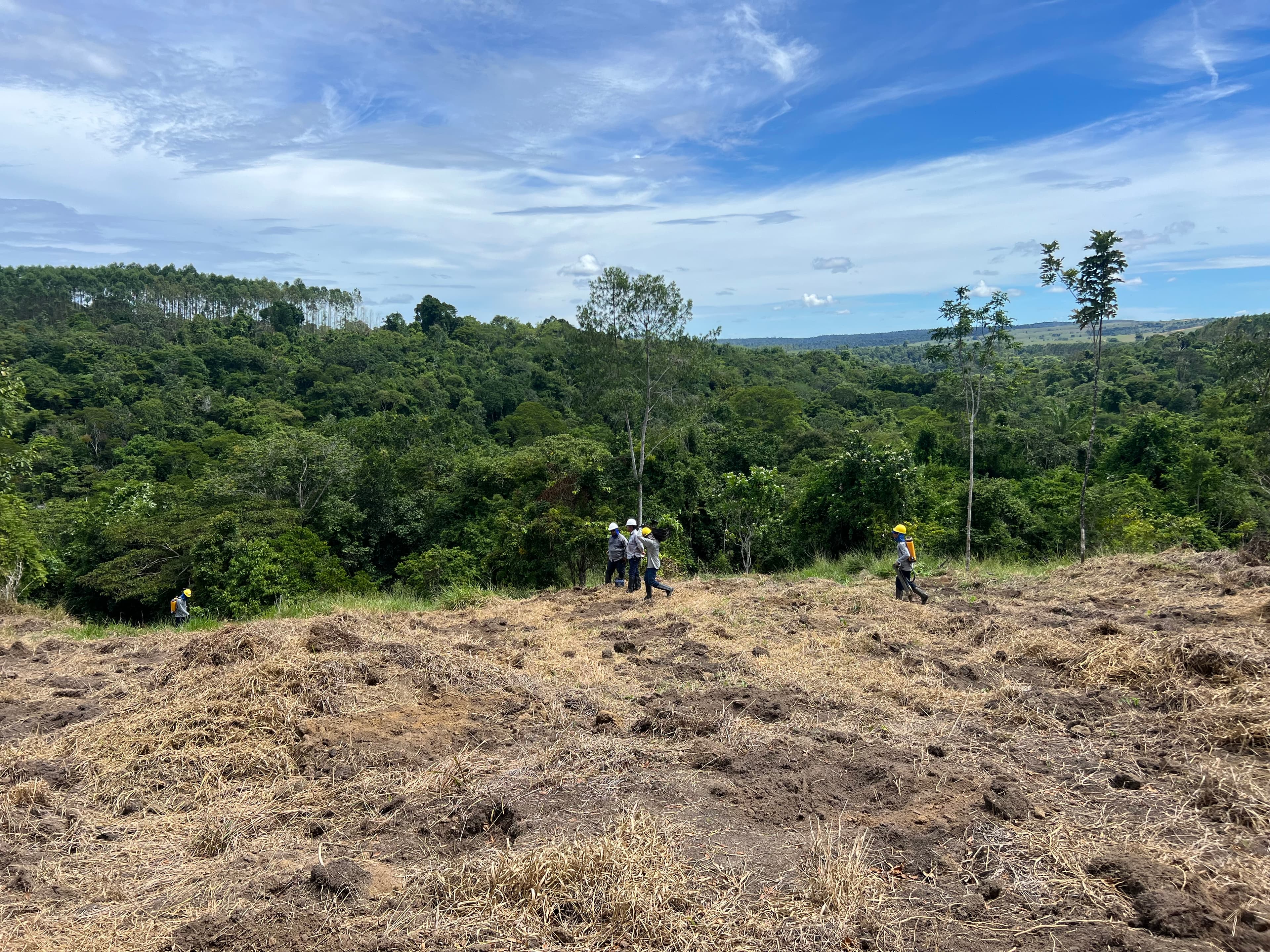 Picture 1. The Muçununga Project, located in a highly valuable ecological area of the Atlantic Forest (photo courtesy of Carbon2Nature)