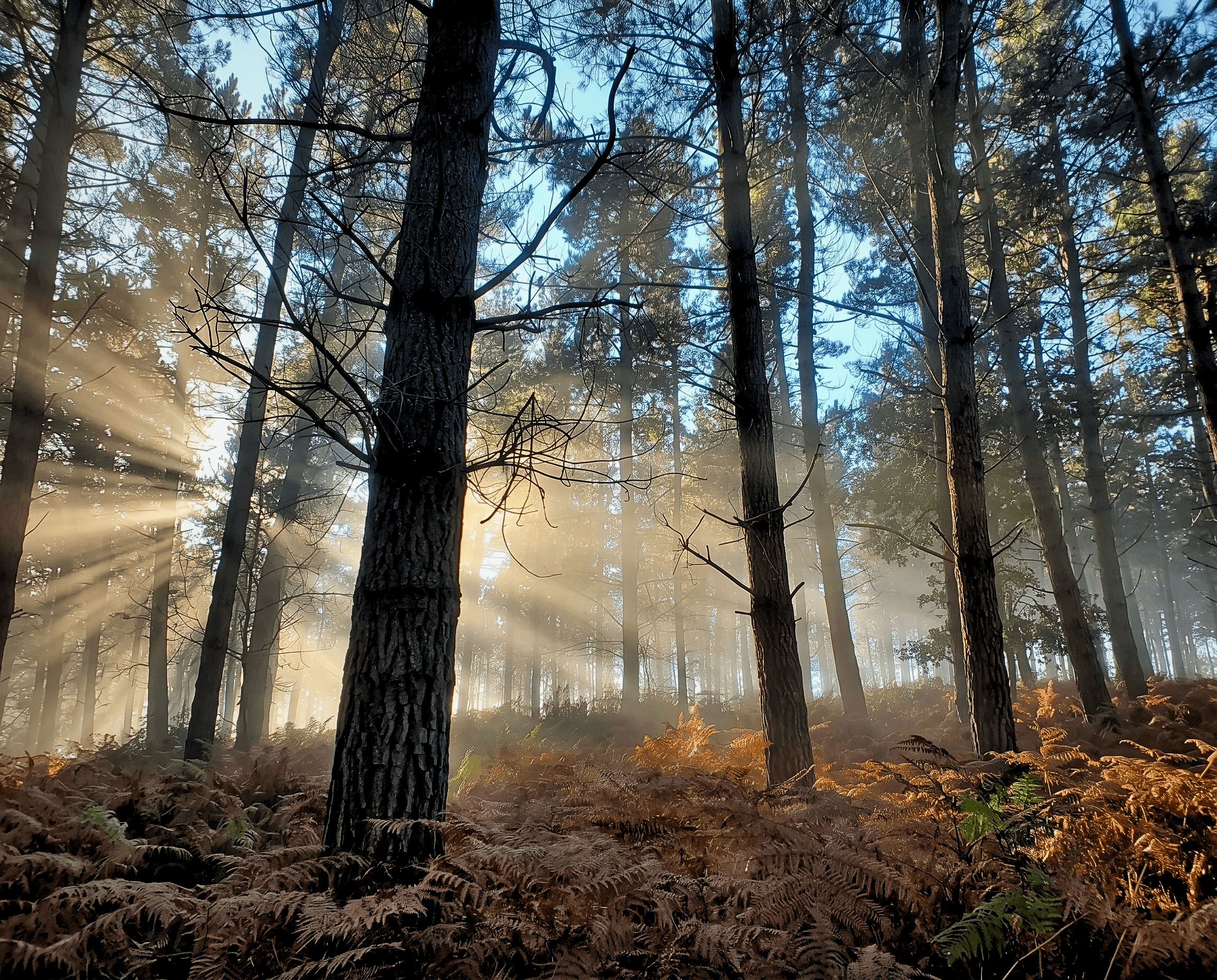 Picture 2. The Ribadeo Project’s restoration strategy will focus on using native species to increase the floristic and structural diversity of the new forest (photo courtesy of Carbon2Nature)